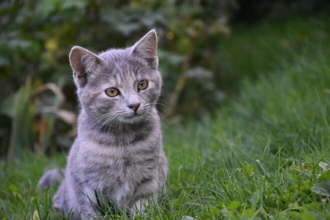 Bauernhofkatze Bärli