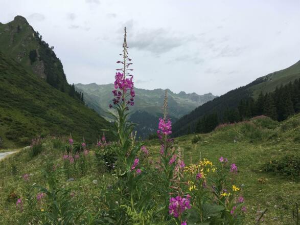 Weideröschen in Vergalden