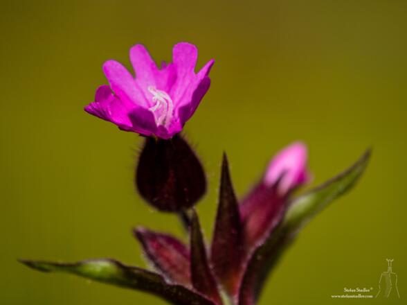 Kleines Blümchen am Wegesrand (Rote Lichtnelke).