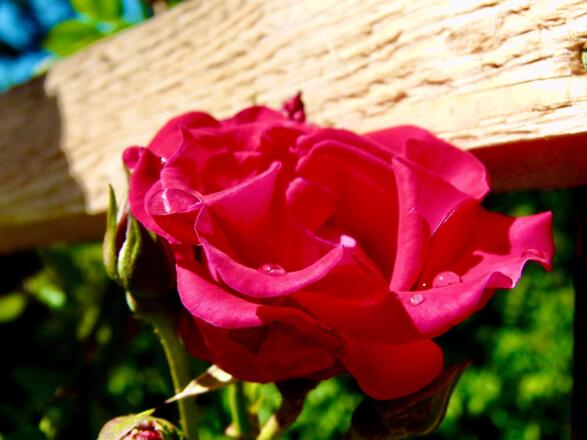 Blumen