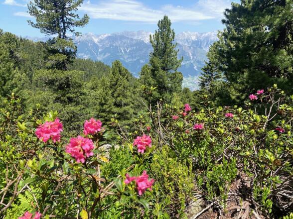 Besonders im Frühsommer während der Alpenrosenblüte ist der Anstieg auf die Neunerspitze besonders reizvoll.