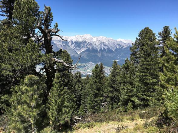 Wunderschön zieht sich der Aufstiegsweg durch alte Zirbenbestände und auch die Aussicht wird immer weiter.