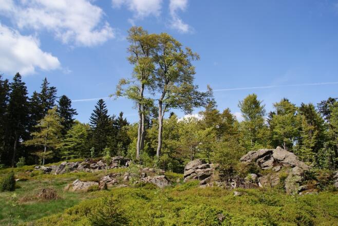Hochberg (1025 m)
