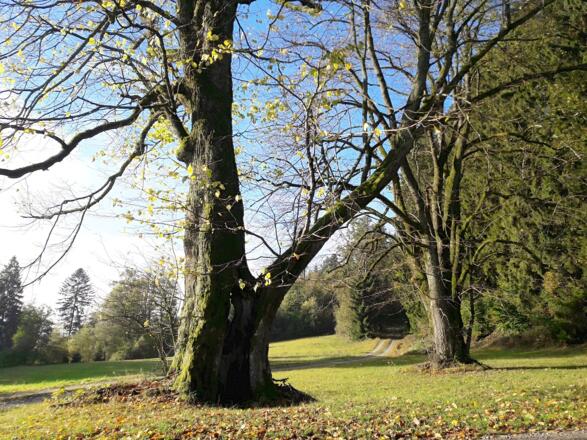 Alte Bäume bei Schwarzenberg (Abfahrt vom Vogelsang)