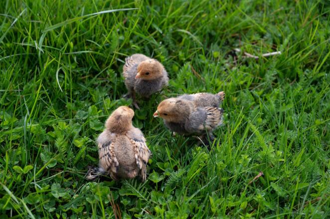 Urlaub am Bauernhof in Hollersbach - Lahnhof Famil