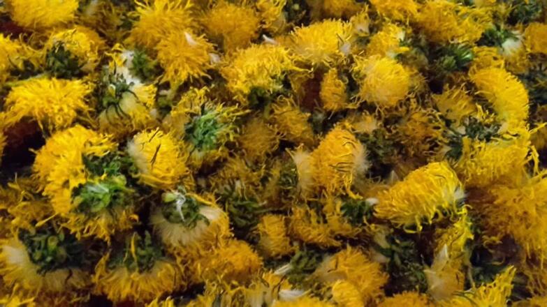 Löwenzahnblüten