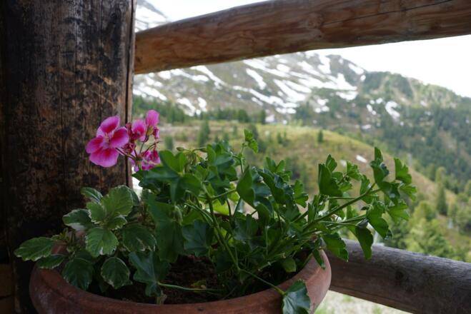 Tulfeinalm Frühling Sommer