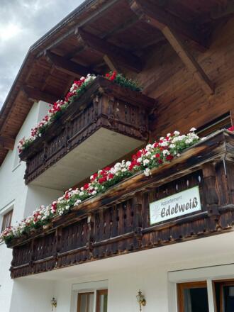 Edelweiss_außen_Sommer01