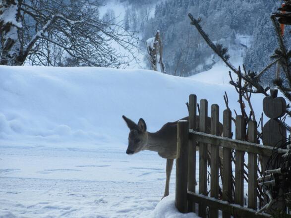 Besuch