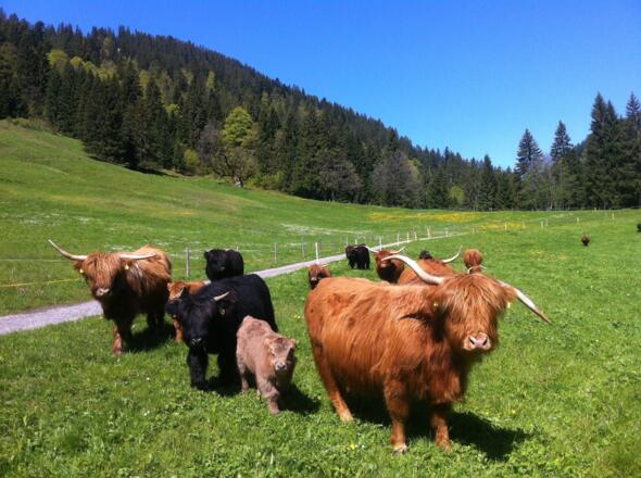 BerghofFelder-Highlands