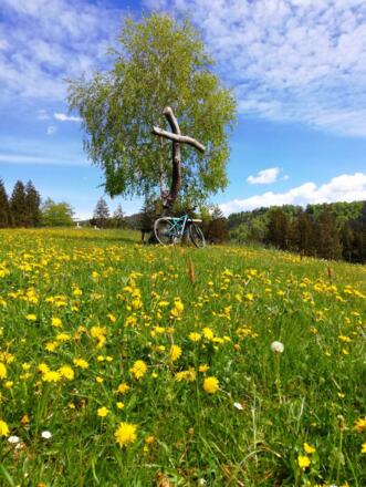 Löwenzahlwiese Fahrrad