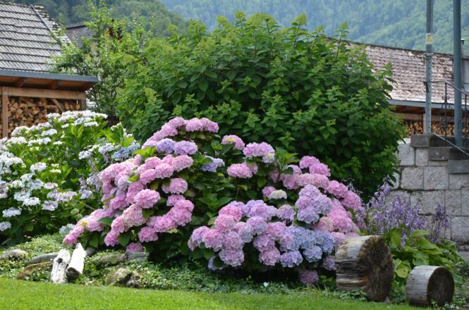 Gartenanlage