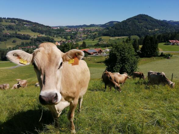 Unsere Kühe auf der Weide