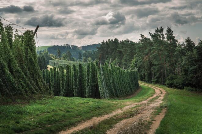 Hopfenplantagen