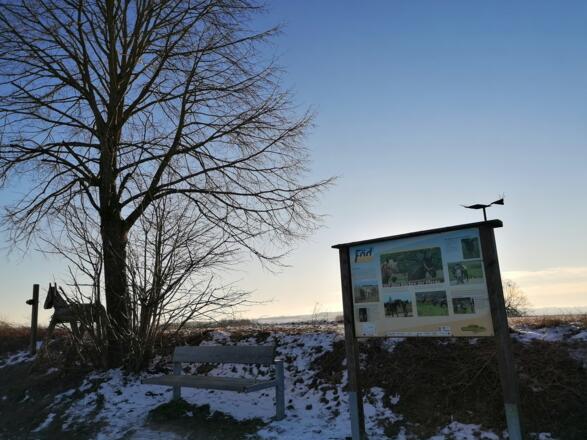 Födroas Katzing_Pferde_Fellhofer_14.02.2021