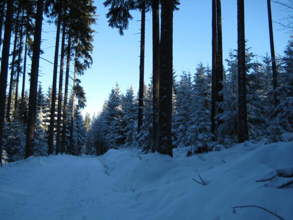 Wanderwege rund um den Rosenhoferteich