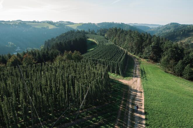 Luftaufnahme von Hopfenfeldern