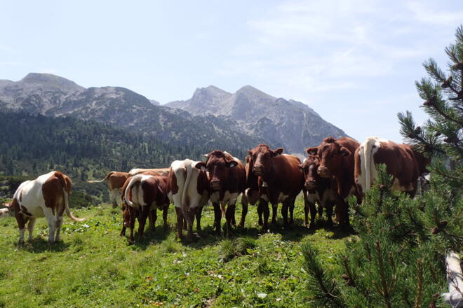 Auf der Reiteralm, im Hintergrund die Häuselhörner