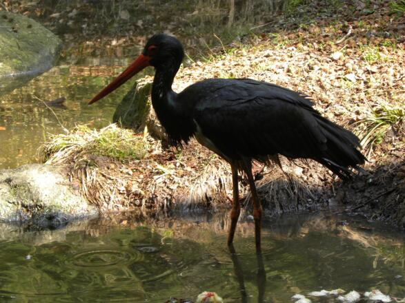 Naturschutzgebiet Maltsch in Leopoldschlag