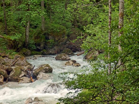 Die Ramsauer Ache im Zauberwald