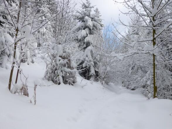 Querweg vom Parkplatz zur Arberhochstraße