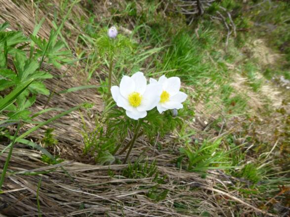 Anemonen ab Wegrand