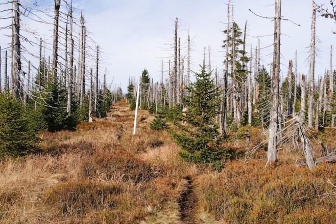 Grenzsteig zum Moorberg