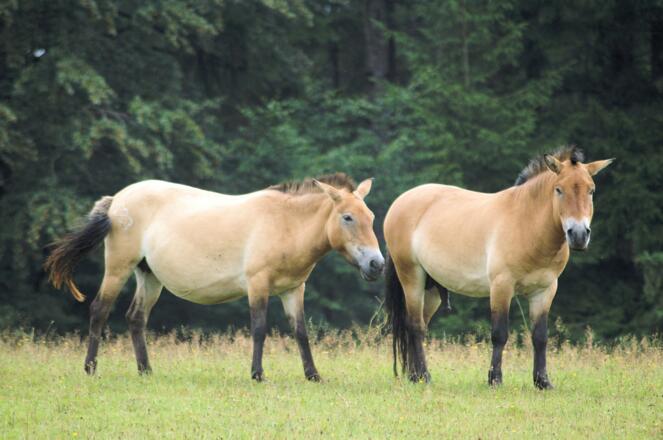 Przewalski-Pferde im Tier-Freigelände Falkenstein