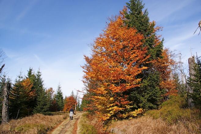 Weiterweg zum Grenzübergang "Blaue Säulen"