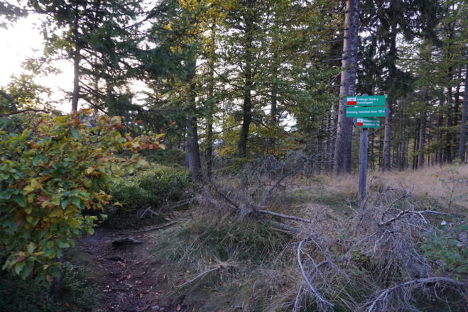 Schilderbaum beim Lohberger Steindel