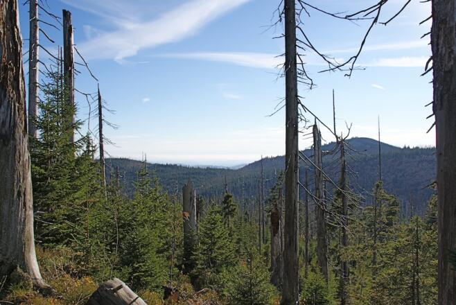 Lusen am Weg zum Steinfleckberg