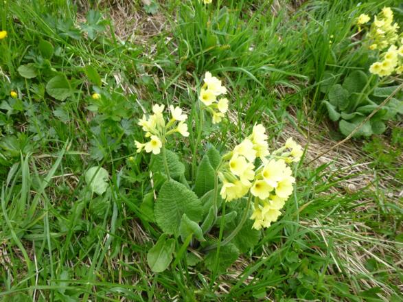 Schlüsselblumen am Wegrand