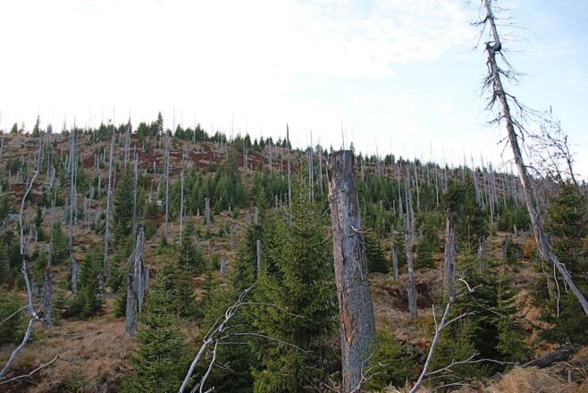 Moorberg vom Talsteig