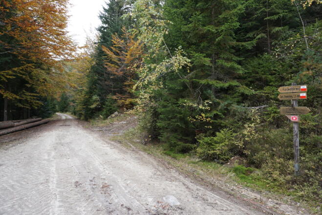 Bei diesem Schilderbaum auf dem Forstweg bleiben.