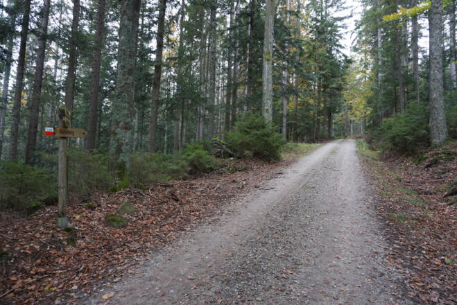 Forstwege im Mittelteil zum Osser
