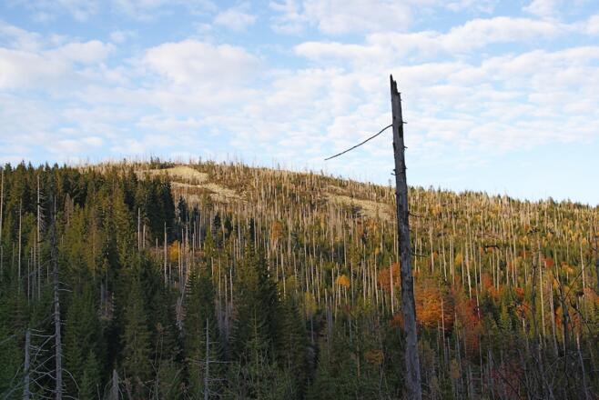 Steinfleckberg vom Finsterauer Lusensteig