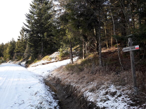 Forststraße - hier geht es kurz leicht bergab