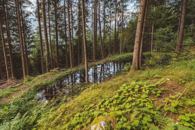 Langpieze Schlosswald (c) TVB TirolWest Roman Huber