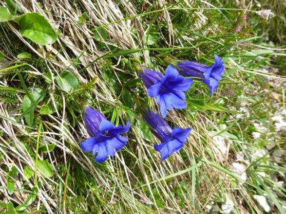 Enzian (stengelloser) am Wegrand