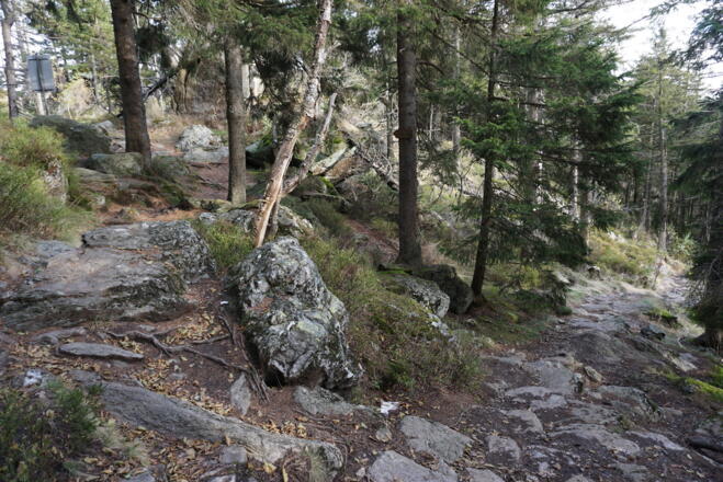 Hier biegt der Grenzsteig vom Lo1 links ab