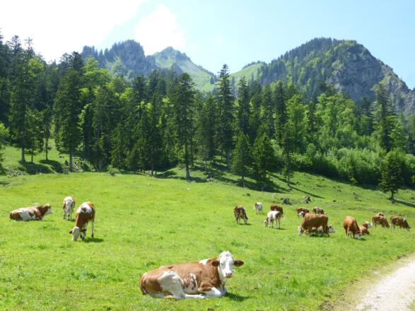 Röthelmoosalm mit Hochgern