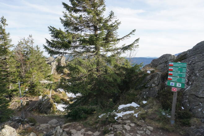 Schilderbaum unterm Großen Osser - Weiterweg links auf dem Lo1