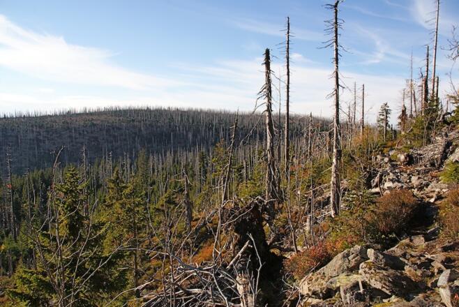 Moorberg vom Steinfleckberg