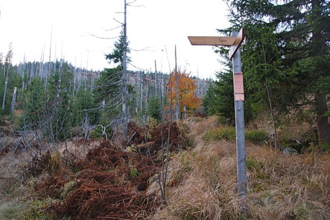 Talsteigeinmündung in den Finsterauer Lusensteig