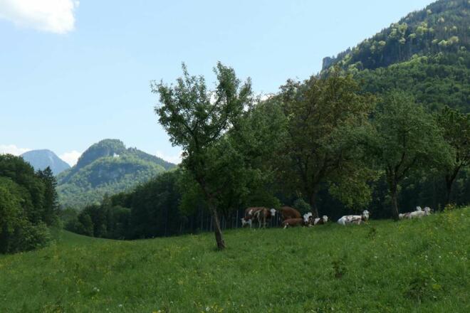 Blick von Altenburg zum Petersberg - Kuhweide