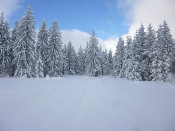 Chamer Hüttenweg vorm Buchhüttenschachten