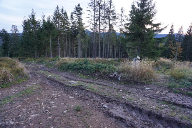 Hier biegt rechts der nicht markierte Steig zum Lohberger Steindel ab