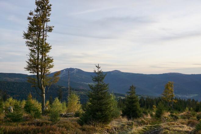 Großer und Kleiner Arber vom Abstieg zum Lohberger Steindel