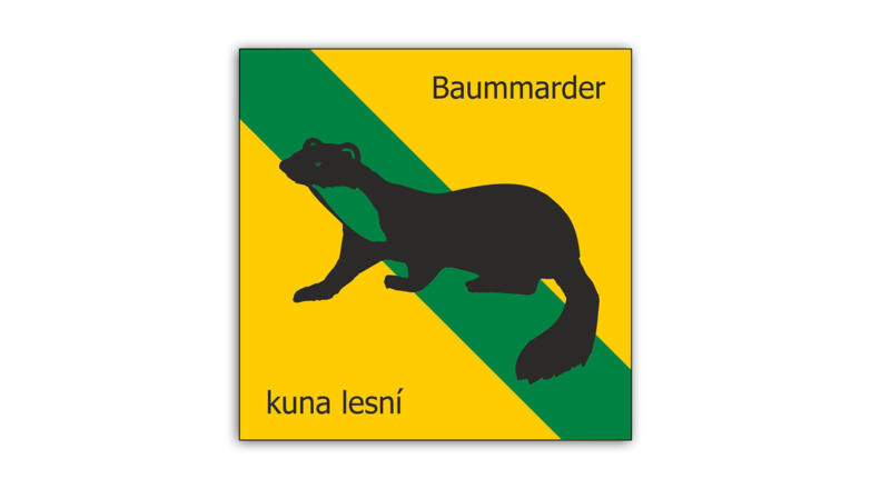 Baummarder.jpg