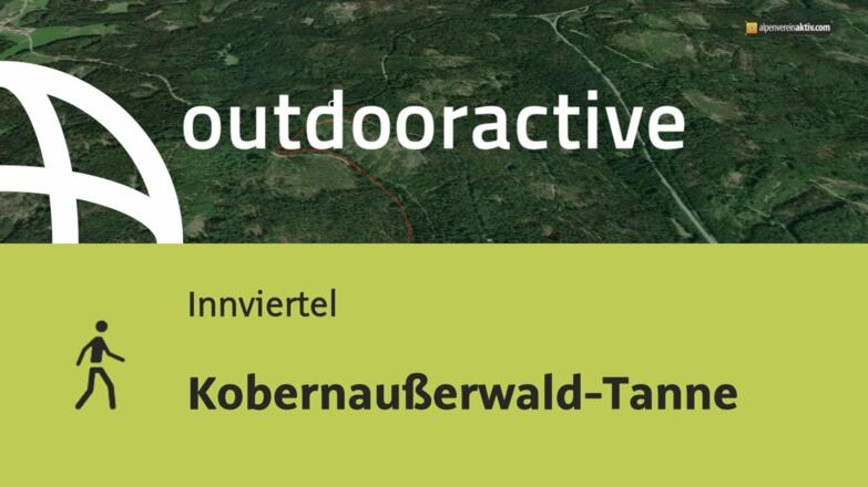 Kobernaußerwald-Tanne